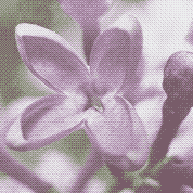 A lilac flower opening beside a bud, dithered