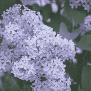 A bunch of blue-violet lilacs against dark leaves, dithered