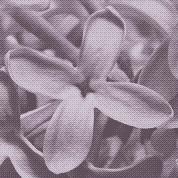 A single lilac flower, close up, dithered
