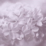 A cluster of pale lilac blossoms, dithered
