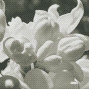 White lilac blossoms, close up, dithered